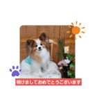 ぱぴぱぴパピヨン55（個別スタンプ：7）