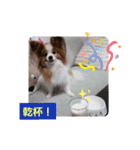 ぱぴぱぴパピヨン55（個別スタンプ：13）