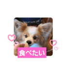 ぱぴぱぴパピヨン55（個別スタンプ：18）