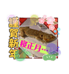 我太郎ちゃんの『年末年始ご挨拶』スタンプ（個別スタンプ：16）
