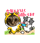 虎吉福島7（個別スタンプ：3）
