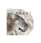 愛しいキティーちゃん1（個別スタンプ：1）