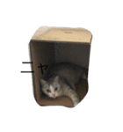愛しいキティーちゃん1（個別スタンプ：17）