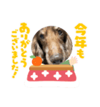 ちゅりんぼあけおめ（個別スタンプ：1）