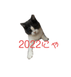 おうち猫はなちゃんのスタンプ お正月（個別スタンプ：2）