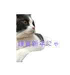 おうち猫はなちゃんのスタンプ お正月（個別スタンプ：8）