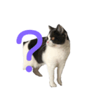 おうち猫はなちゃんのスタンプ お正月（個別スタンプ：9）