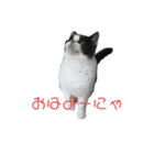 おうち猫はなちゃんのスタンプ お正月（個別スタンプ：19）