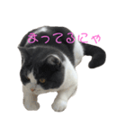 おうち猫はなちゃんのスタンプ お正月（個別スタンプ：23）