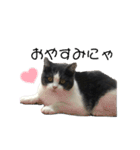 おうち猫はなちゃんのスタンプ お正月（個別スタンプ：24）