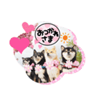 Tumuさんの日常 柴女子の仲間たち①（個別スタンプ：9）