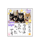 Tumuさんの日常 柴女子の仲間たち①（個別スタンプ：10）
