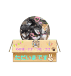 Tumuさんの日常 柴女子の仲間たち①（個別スタンプ：15）