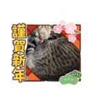 きなことあんこ9（個別スタンプ：3）