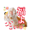 きなことあんこ9（個別スタンプ：4）
