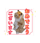 きなことあんこ9（個別スタンプ：5）