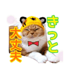 きなことあんこ9（個別スタンプ：9）