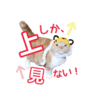 きなことあんこ9（個別スタンプ：10）