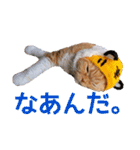きなことあんこ9（個別スタンプ：19）