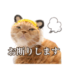 きなことあんこ9（個別スタンプ：21）