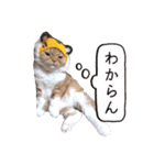 きなことあんこ9（個別スタンプ：25）