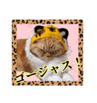 きなことあんこ9（個別スタンプ：36）