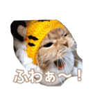 きなことあんこ9（個別スタンプ：37）
