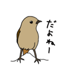 かわいい野鳥の楽しいつぶやきにほっこり（個別スタンプ：9）