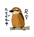 かわいい野鳥の楽しいつぶやきにほっこり（個別スタンプ：14）