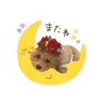 ちわぷーのちまきちゃん（個別スタンプ：17）