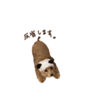 ちわぷーのちまきちゃん（個別スタンプ：34）