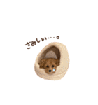 ちわぷーのちまきちゃん（個別スタンプ：36）