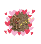 柴犬の子犬 「華」のスタンプ（個別スタンプ：1）