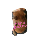 柴犬の子犬 「華」のスタンプ（個別スタンプ：2）
