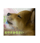 柴犬の子犬 「華」のスタンプ（個別スタンプ：3）