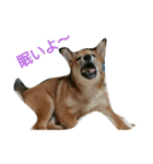 柴犬の子犬 「華」のスタンプ（個別スタンプ：4）