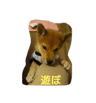 柴犬の子犬 「華」のスタンプ（個別スタンプ：5）