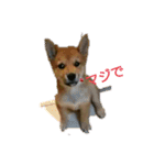 柴犬の子犬 「華」のスタンプ（個別スタンプ：6）