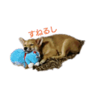 柴犬の子犬 「華」のスタンプ（個別スタンプ：7）