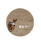 柴犬の子犬 「華」のスタンプ（個別スタンプ：8）