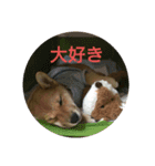 柴犬の子犬 「華」のスタンプ（個別スタンプ：12）