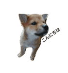 柴犬の子犬 「華」のスタンプ（個別スタンプ：13）