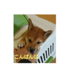 柴犬の子犬 「華」のスタンプ（個別スタンプ：14）