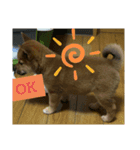 柴犬の子犬 「華」のスタンプ（個別スタンプ：16）