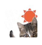 猫スタンプ デザイナーあるある編（個別スタンプ：2）