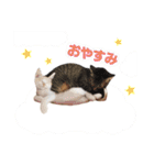 猫スタンプ デザイナーあるある編（個別スタンプ：3）