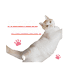 猫スタンプ デザイナーあるある編（個別スタンプ：4）