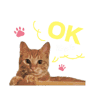 猫スタンプ デザイナーあるある編（個別スタンプ：5）
