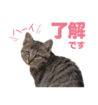 猫スタンプ デザイナーあるある編（個別スタンプ：6）