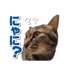 猫スタンプ デザイナーあるある編（個別スタンプ：7）